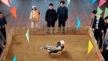 [Doblado ESP] La venganza del gallo