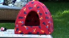 05 Enciclopedia Del Gatto - Il Gatto Europeo