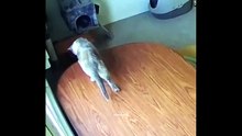 Funniest cat videos #17 #Cat #Animals