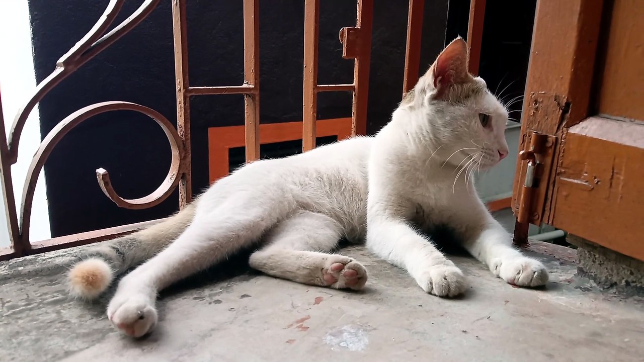 Sweet cat
