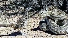 Amazing Wildlife Moments | Nature Documentary Shor