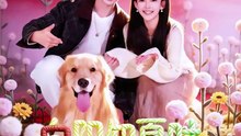 短剧 - 向阳知夏时 (全集上篇)