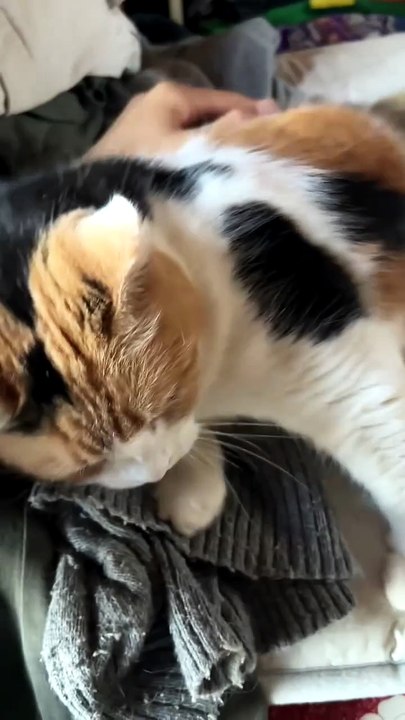 When Your Cat Turns Bedtime Into Playtime 😄🐾