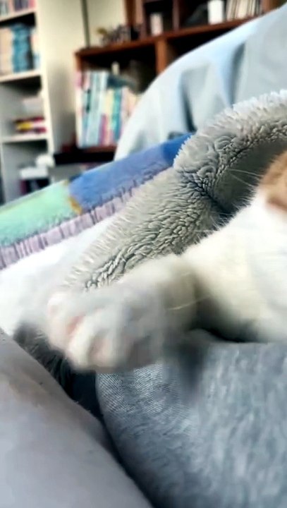 You Can’t Ignore This Cozy Sleeping Cat 😍🐾