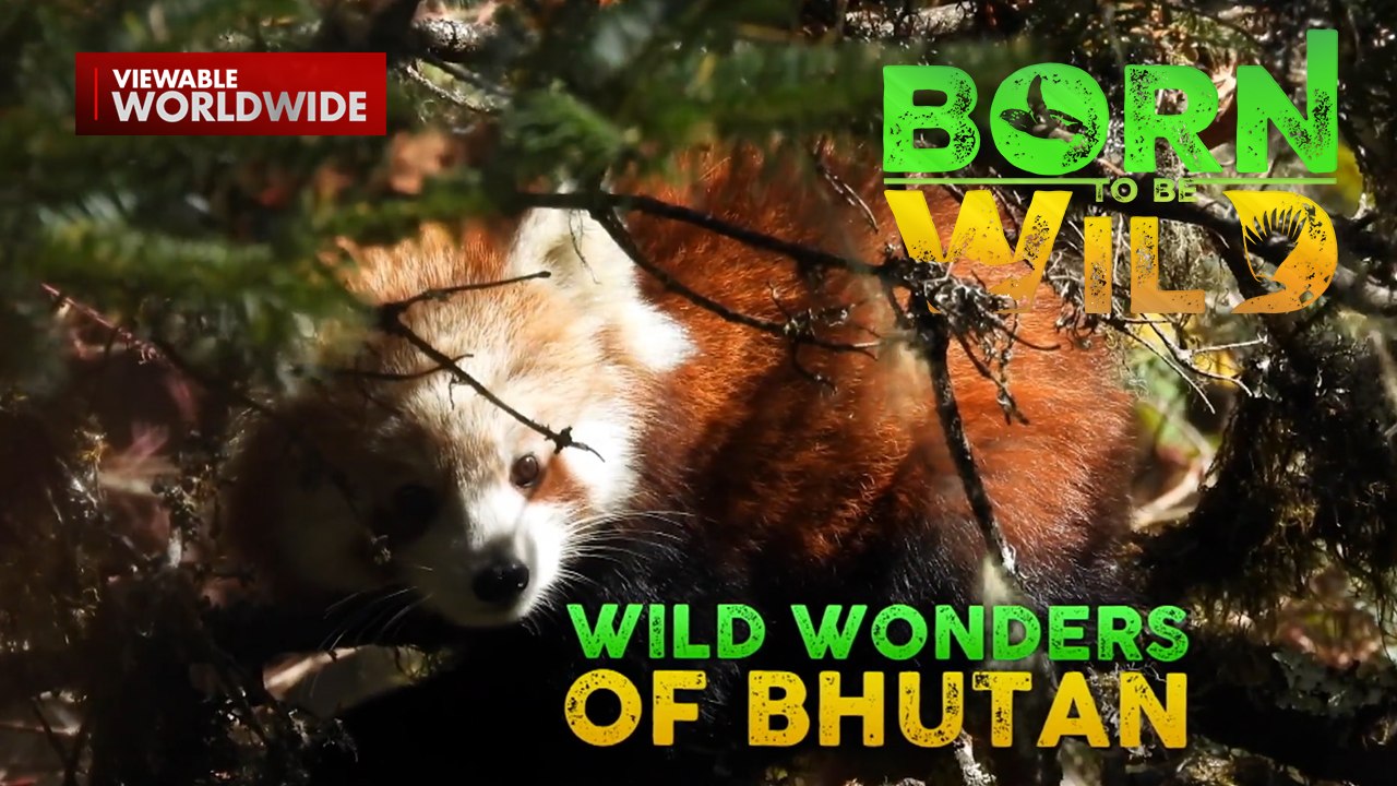 Endangered na Red Panda, patuloy na namumuhay sa Bhutan! | Born To Be Wild