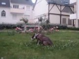 Video Chelsea Amstaff de 06 mois