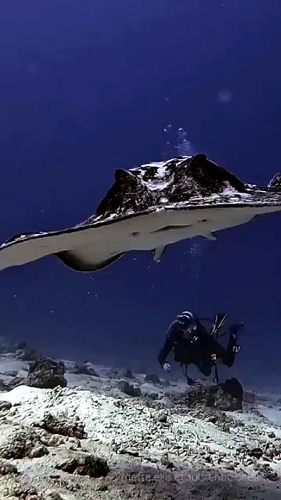 A marble stingray