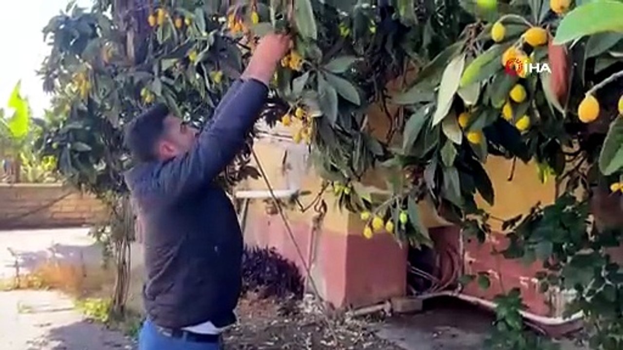 Talep azalınca bedava dağıttı, poşetini alan bahçeye koştu