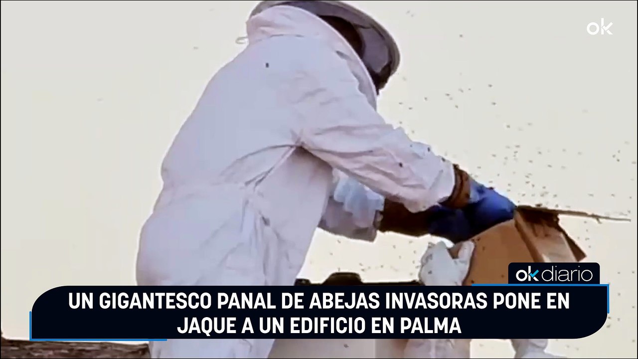 Un gigantesco panal de abejas invasoras pone en jaque a un edificio en Palma