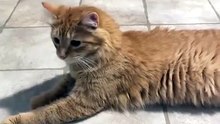 Cat hearing the ancient Egyptian cat call
