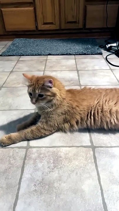 Cat hearing the ancient Egyptian cat call
