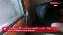 Gören bir daha baktı! Diyarbakır'da dev boyutlu çekirge gece cama çarptı: Tam 25 cm