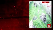 Ordu'da huysuzlanan eşekten düştü