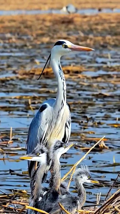 Grey Heron Family #wildlife  #nature  #birdwatching