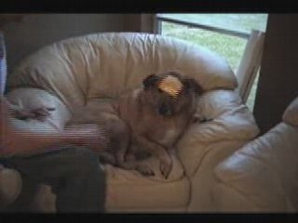 The Cheese Incident