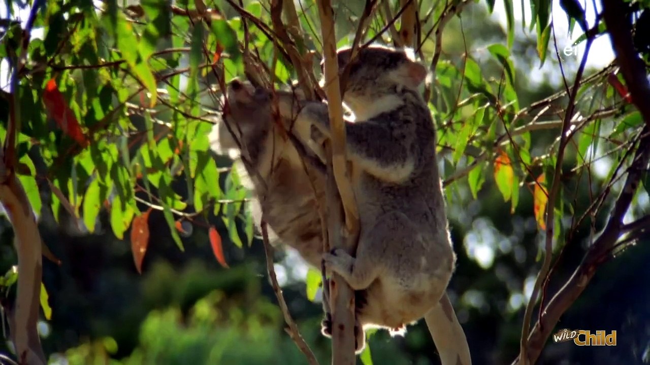 Wild Child S06E18
