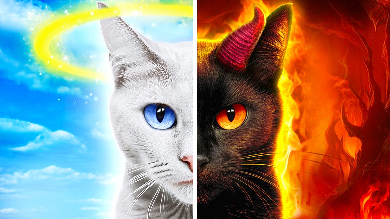 A Day in the Life: Angel Cat vs Demon Cat Showdown