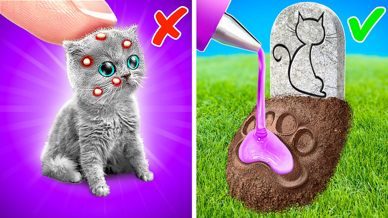 Expert Tips for Becoming an Amazing Cat Owner