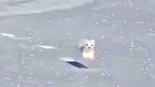 Snow rat