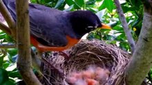 JUNGLE BIRDS IN FULLCOLORS