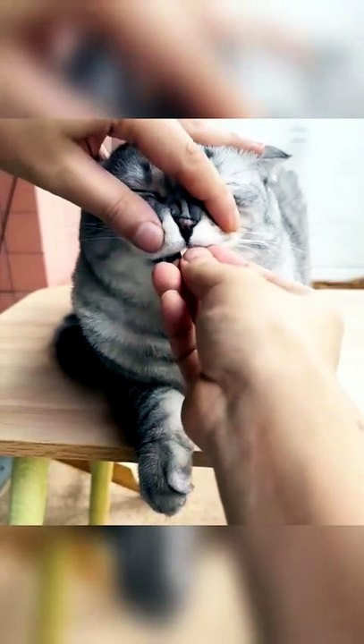 Hysterical Laughs with Crazy Cat Behavior 😹