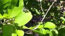 Watching a leafcutter bee do its thing is so satisfying