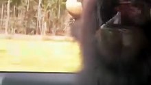 They had a great time at the safari