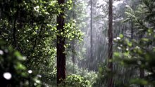 Pluie dans la Forêt – Ambiance Relaxante et Apaisante