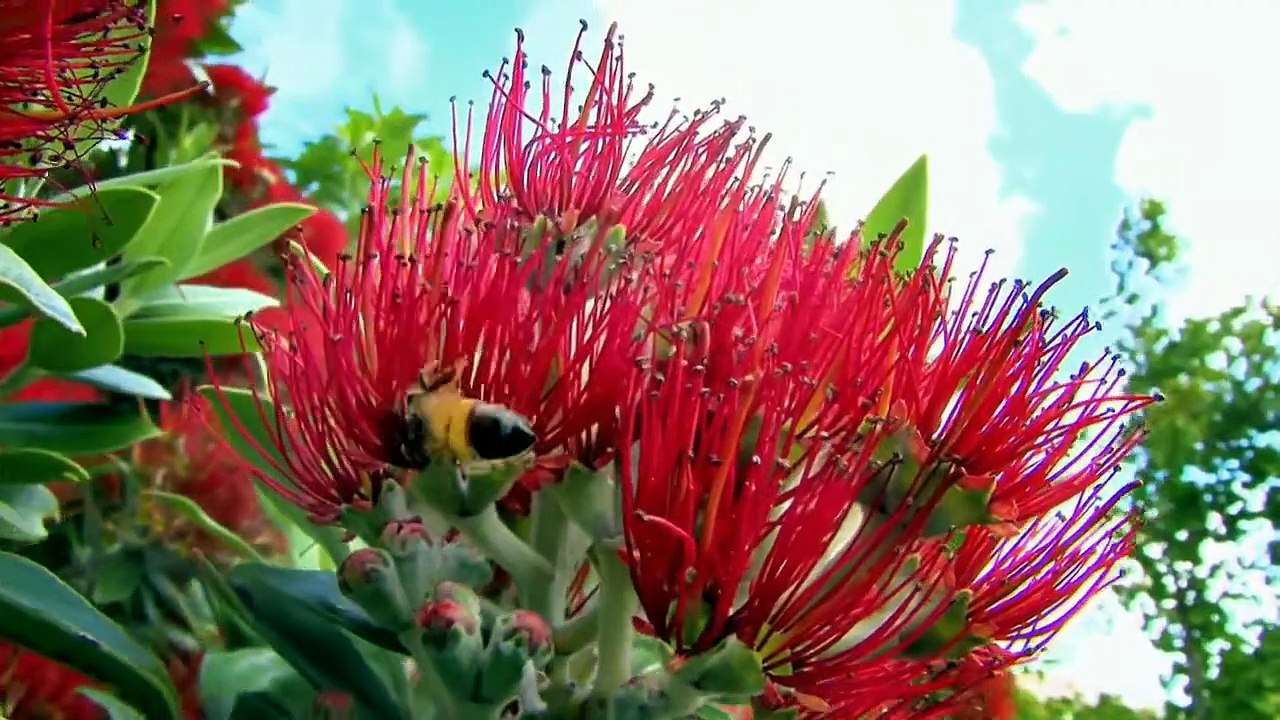 Queen of the Sun: What Are The Bees Telling Us? - Official Trailer [HD]