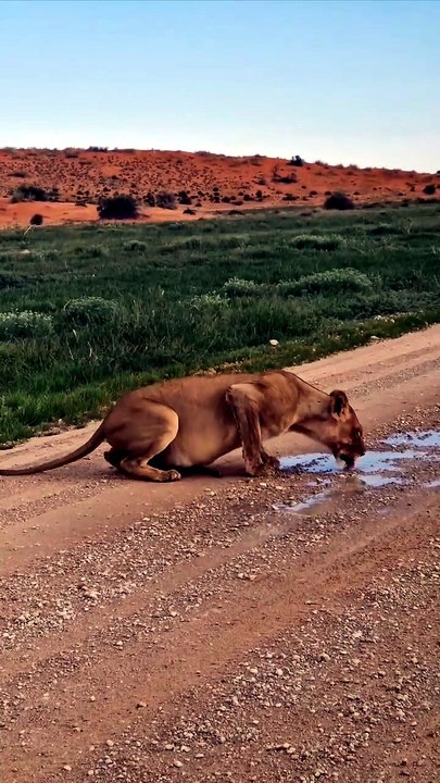lioness drinking water   Mommy. I need your attention saying little baby