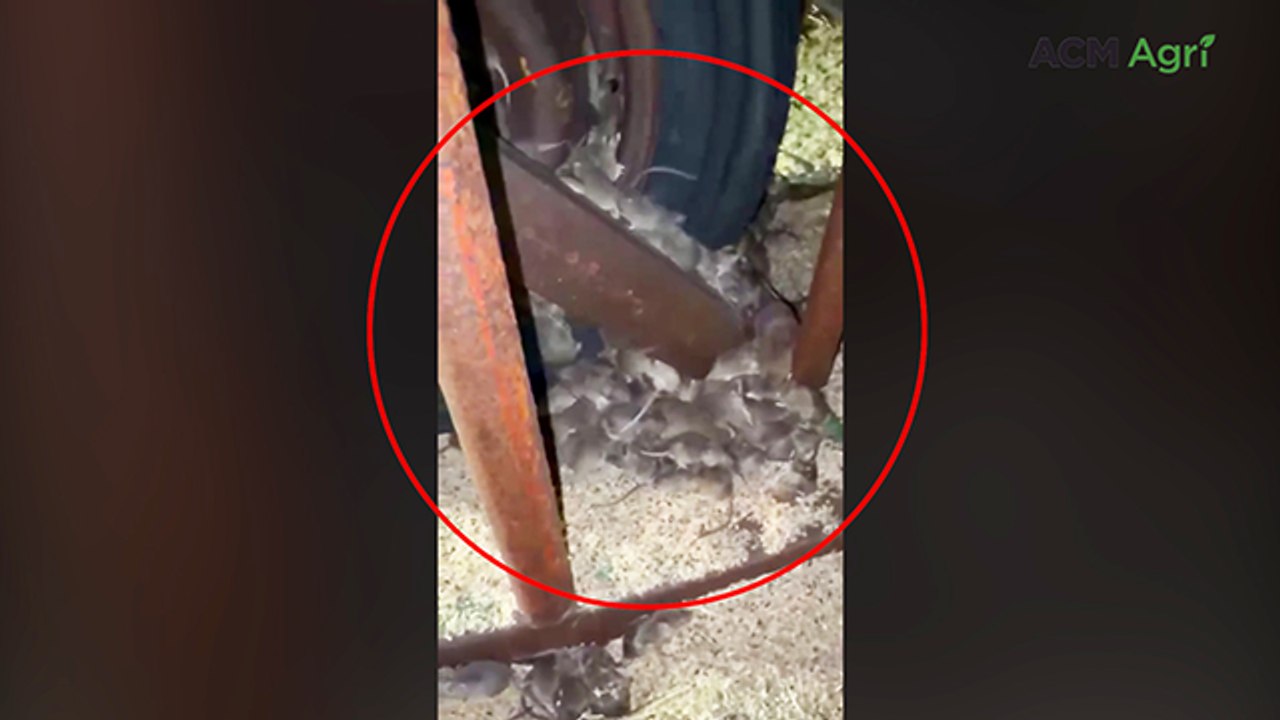 Mouse plagues sweep across WA Wheatbelt