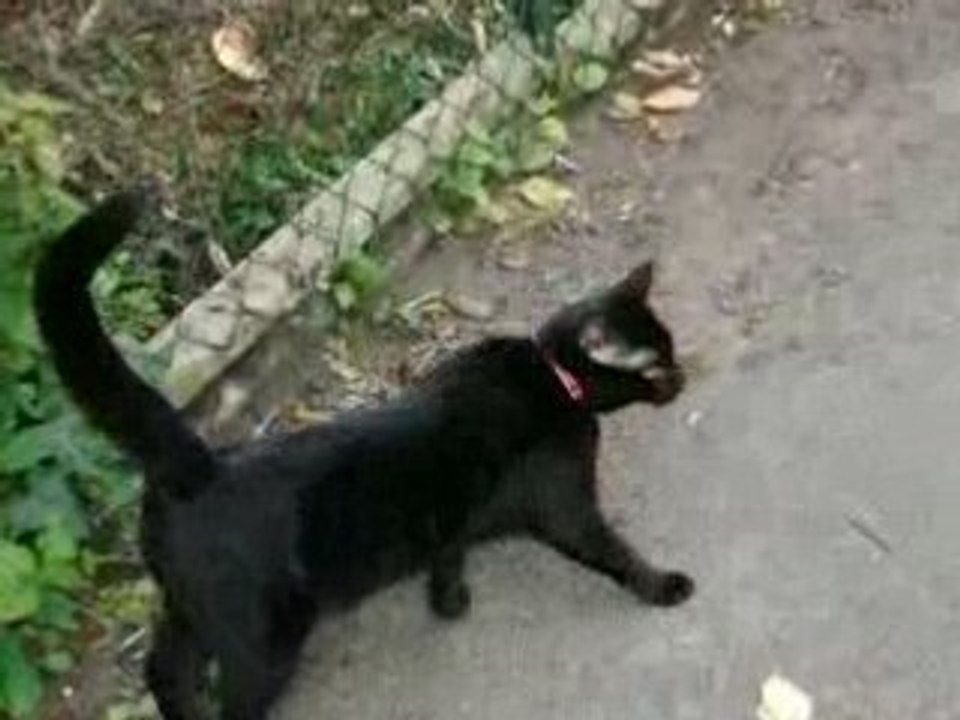 Promenades des chiens et de l'invitée mystère !