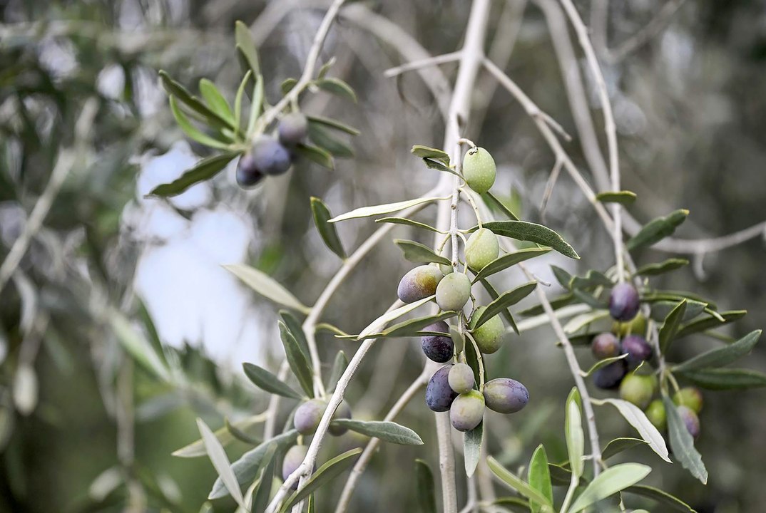 Central Victorian olive orchard and water entitlements all for sale.