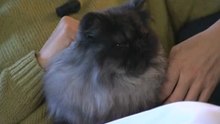 12 Enciclopedia Del Gatto - Contenuti Extra