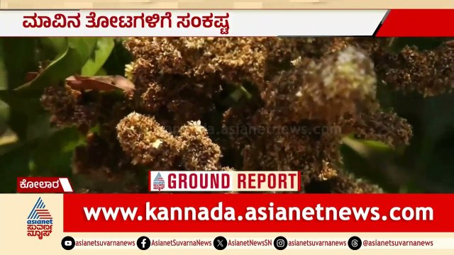 ಕೋಲಾರದ ಮಾವಿನ ತೋಟಗಳಿಗೆ ಸಂಕಷ್ಟ; ಬೆಳೆಗಾರರಿಗೆ ನಿರಾಸೆ | Kolar Mango Crop | Blossom Blight Disease