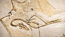 Archaeopteryx find with preserved soft tissue reinforces Darwin's theory