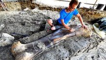 Behind the discovery fossil of one of Earth's largest dinosaurs