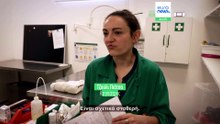 Νεαρή αλεπού βρίσκει φροντίδα σε νοσοκομείο άγριων ζώων κοντά στο Παρίσι