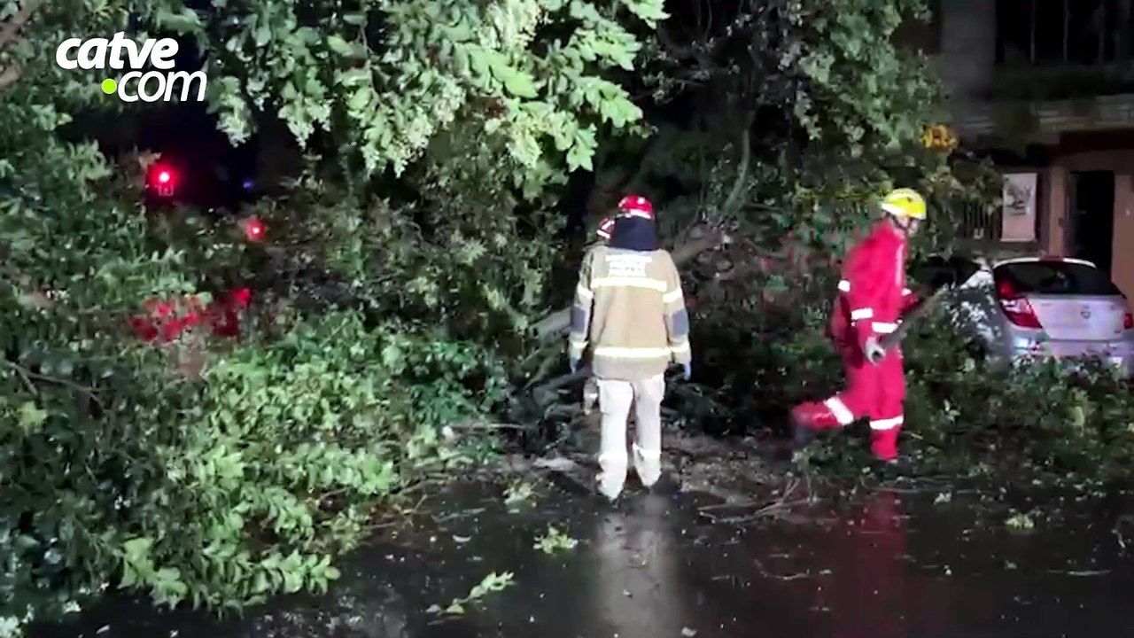 Árvore cai no Centro de Cascavel e atinge carro durante a madrugada