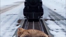 The Little Traveler 🚂🐾