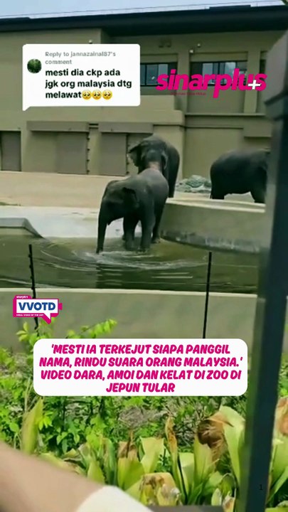 'Mesti ia terkejut siapa panggil nama, rindu suara orang malaysia.' Video Dara, Amoi dan Kelat di zoo di Jepun tular