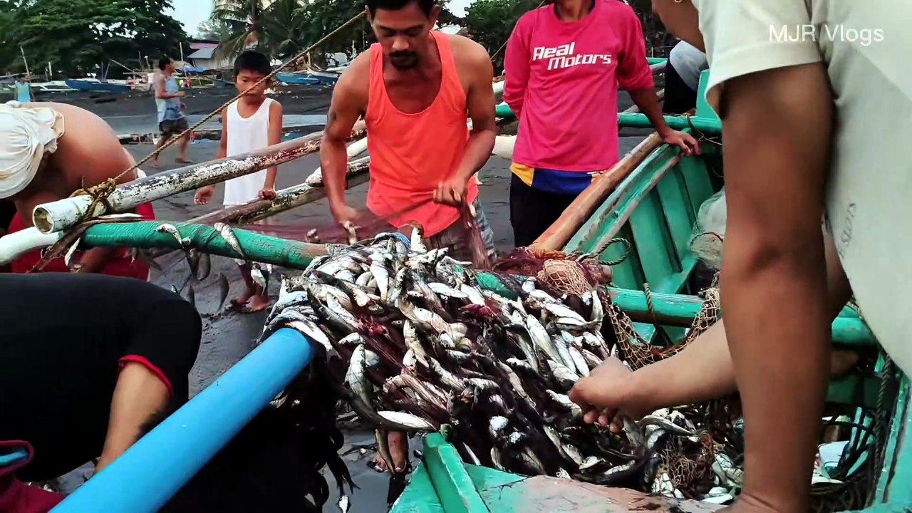 Lively Picking Of Malangsi Fish At The Beach