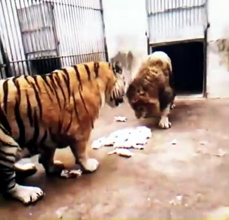 Lion  tiger … edit -