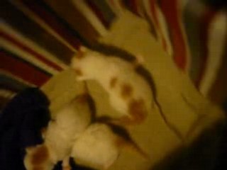 Première java des chatons