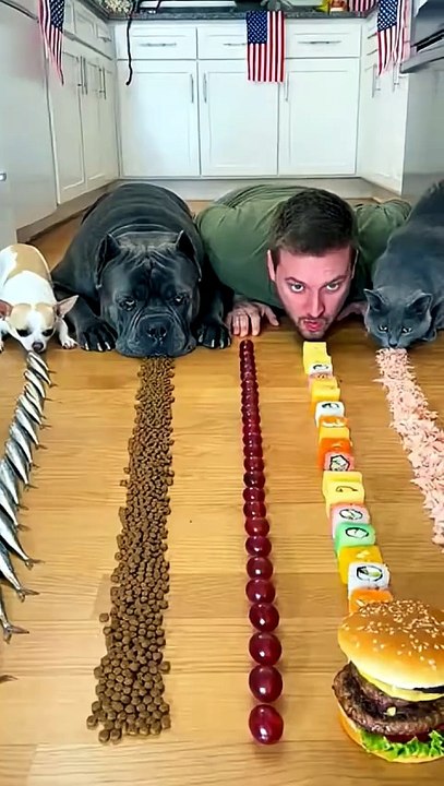 تحدي السرعة الخارق! 🐾⚡ | The Ultimate Speed Challenge! 🐾⚡