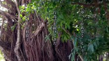 映画『ゆっくり あるく 川村浪子、84歳のダンス』