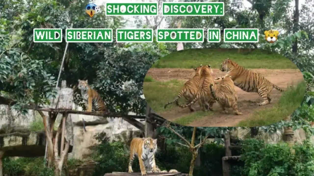 😱 WORLD RECORD: Rare Siberian Tigress with 5 Cubs Caught on Camera! 🐯 (First Ever Footage)