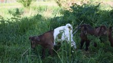 Watching Baby Goats Grow: 3 Weeks Old Today! | Cute Jumping & Grazi