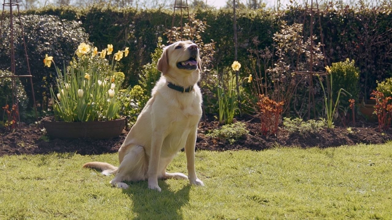 Healthy aging for dogs: keep floors safe and minds active