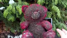 The cleaning transformation of a dirty teddy bear found in the trash! 🧸🧼